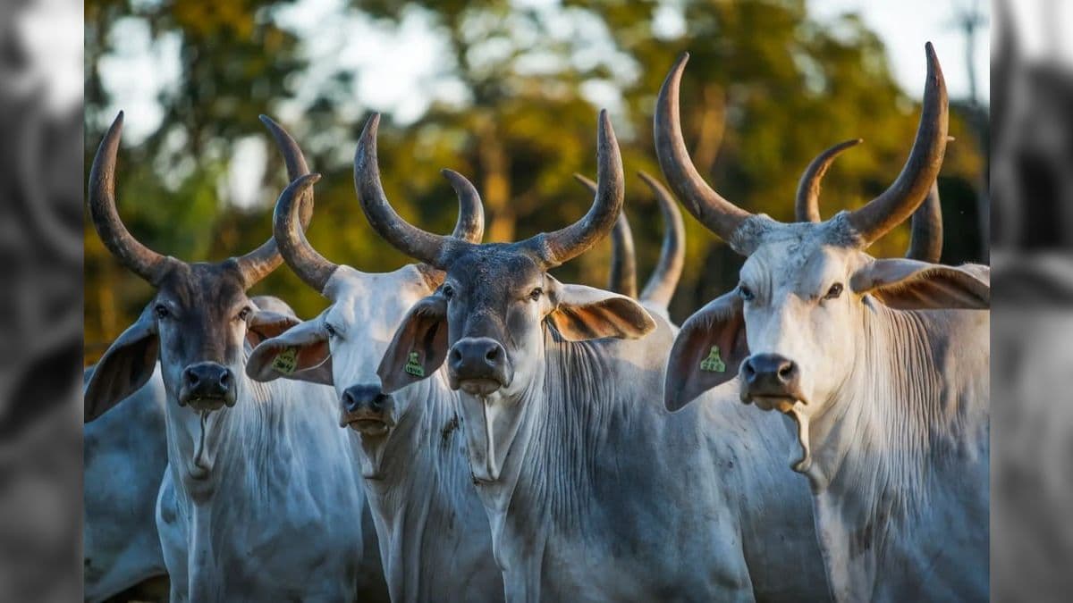 Raças zebuínas incluem Nelore, Gir, Sindi, entre outras