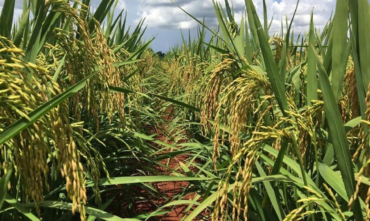 Governo autoriza importação de arroz pela Conab