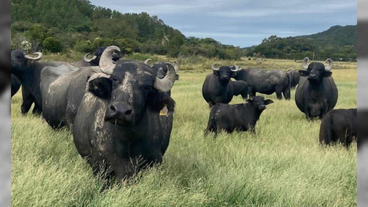 Foco de febre aftosa foi detectado em búfalos na Alemanha