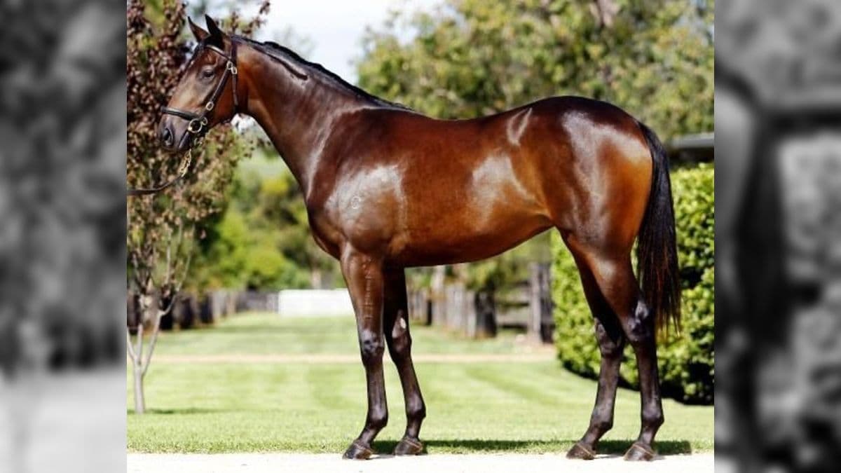 Fusaichi Pegasus, PSI mais caro do mundo até hoje