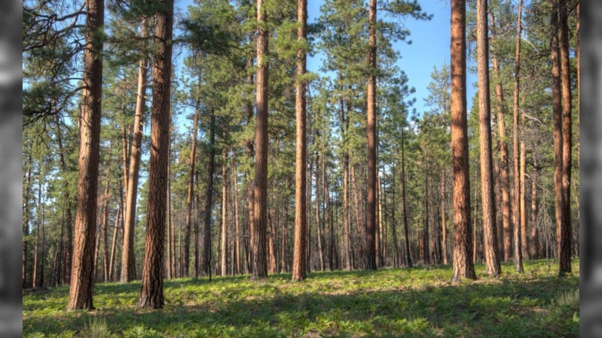 Lei isenta setor de pedir licenciamento ambiental para plantar florestas