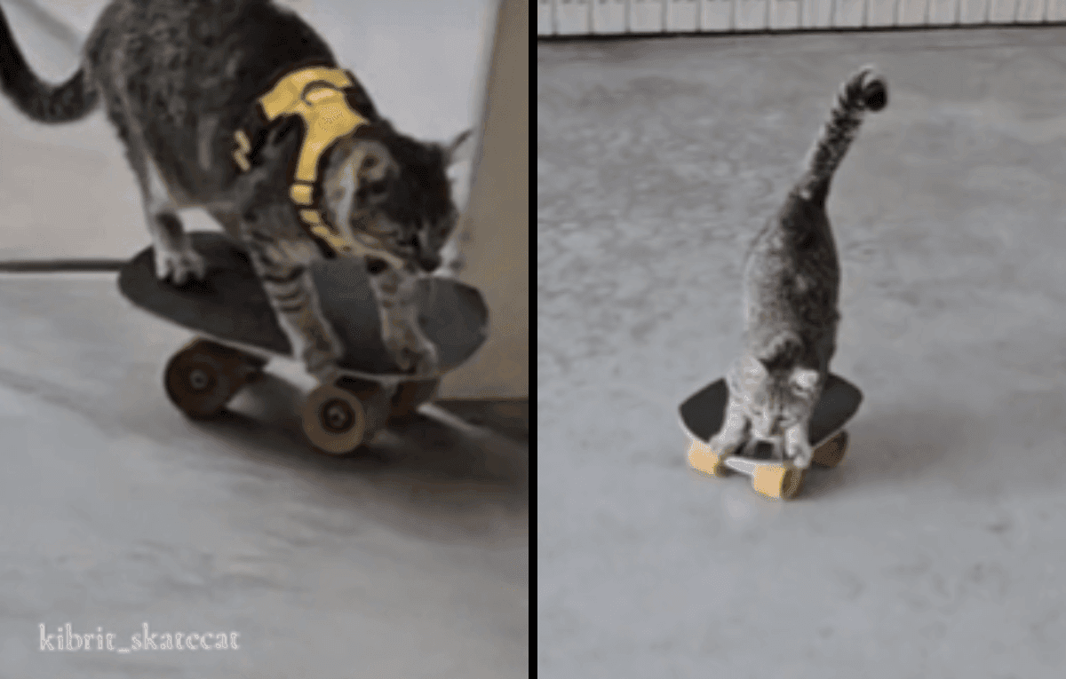 Felina radical: "Gatinha Skatista" viraliza com manobras impressionantes