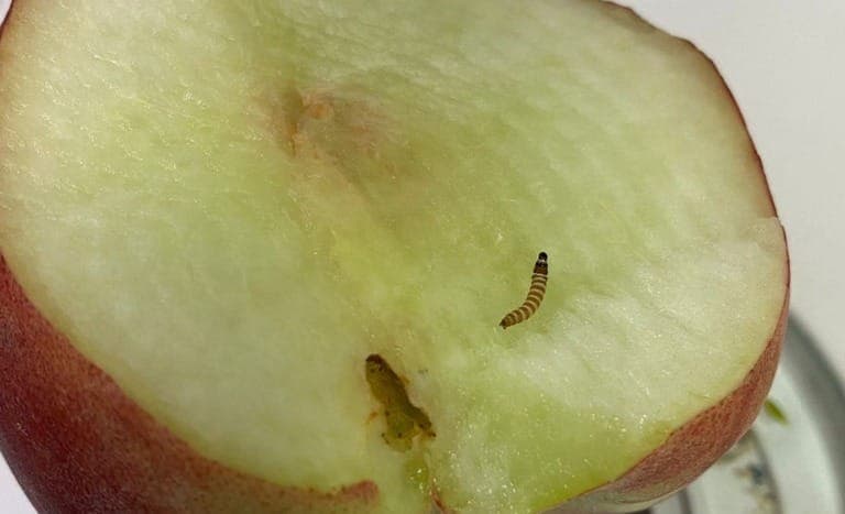 Pêssegos contaminados com lagarta ausente no Brasil