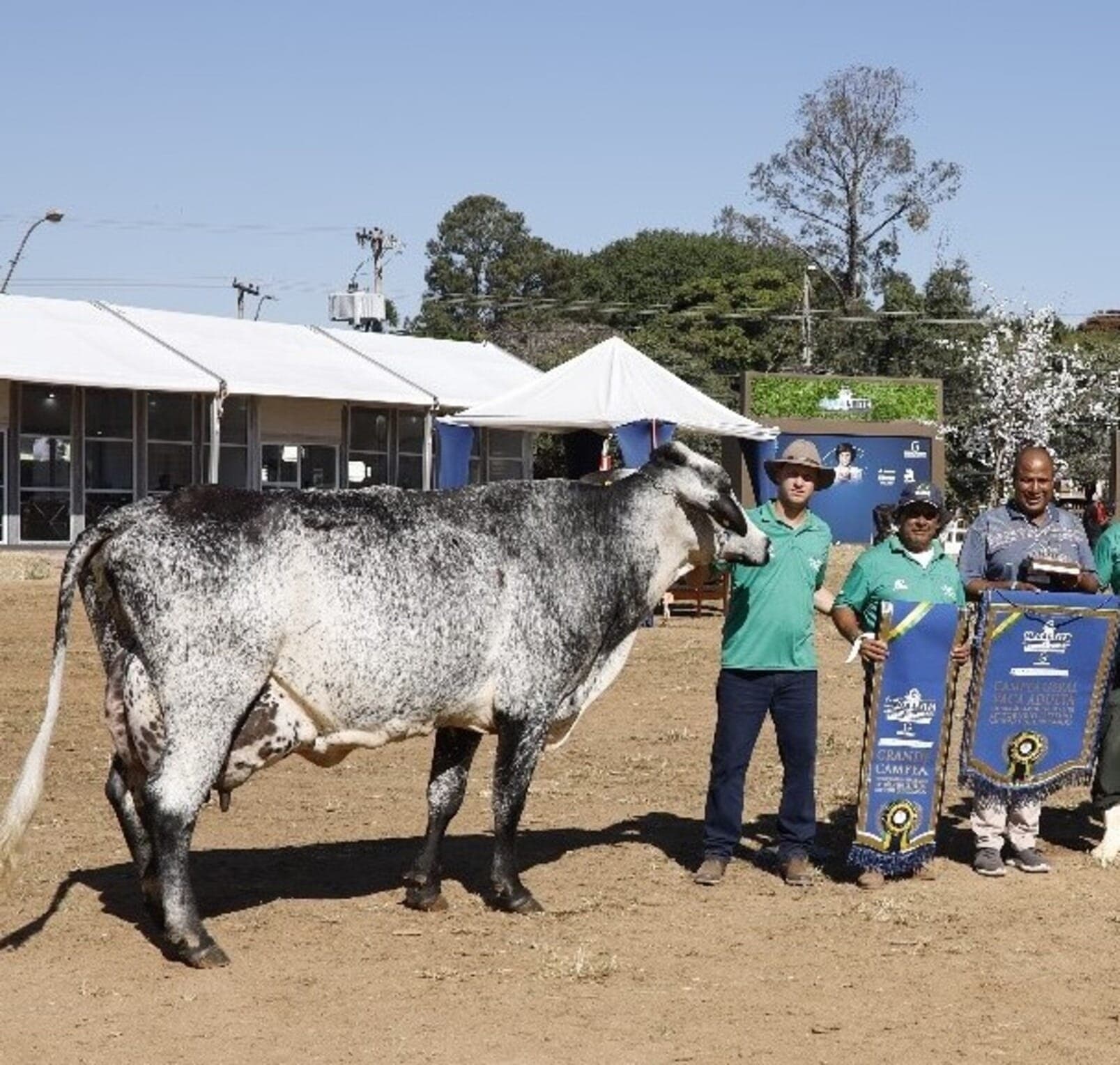 Fanny, campeã na produção de leite