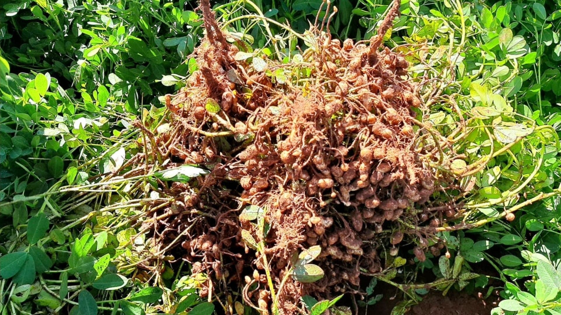 Produção de amendoim no Paraná aumenta