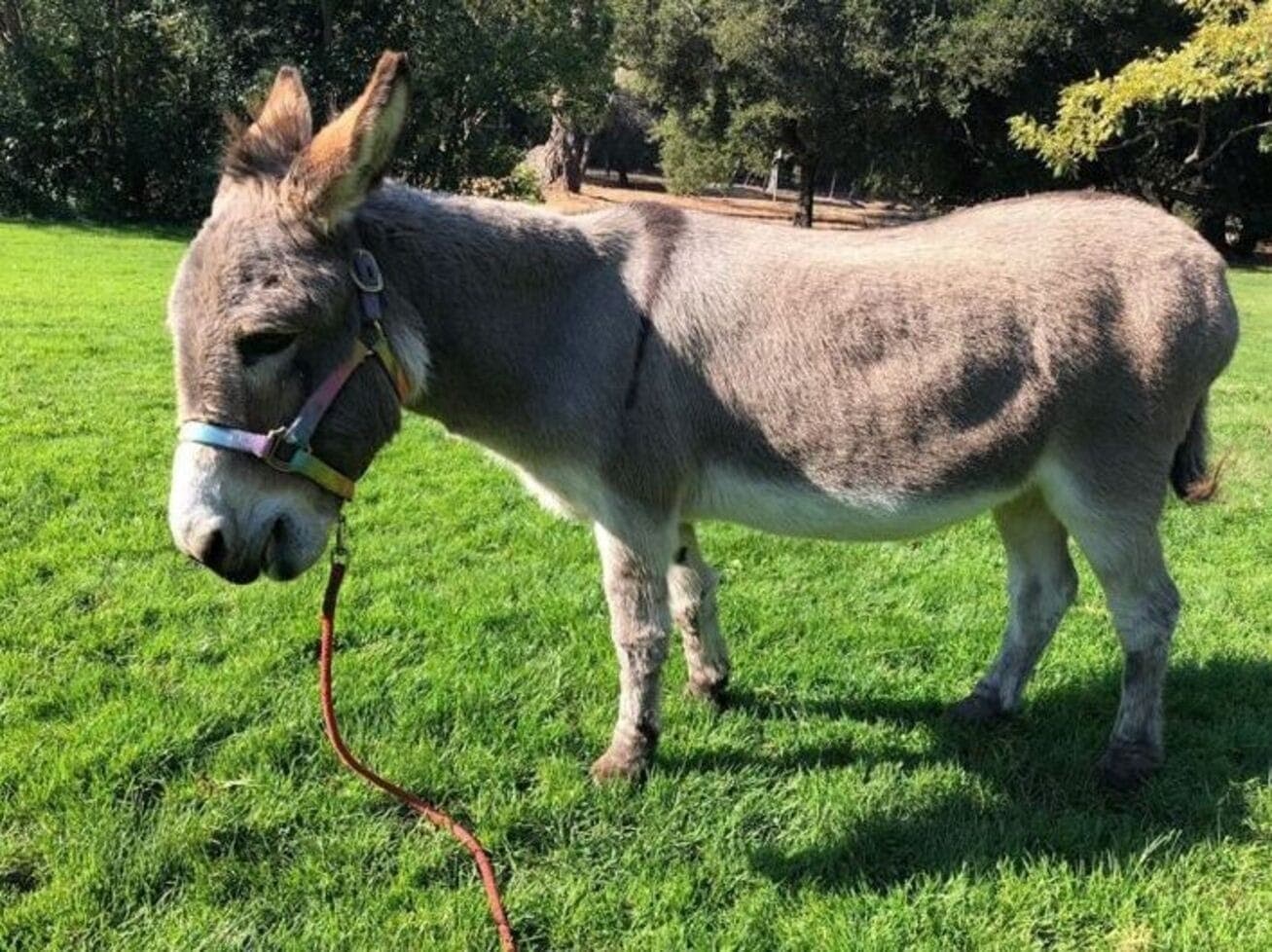 Pericles, burro que inspirou personagem do filme Shrek