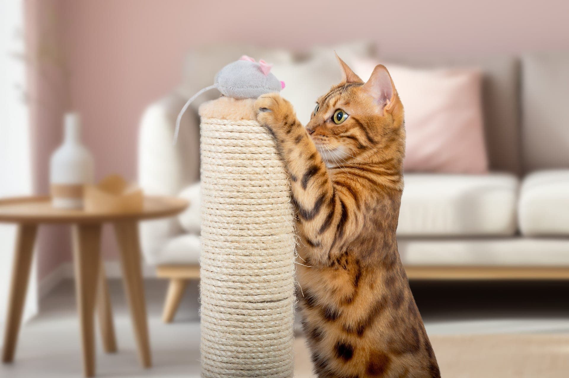 Ambiente para seu Gato