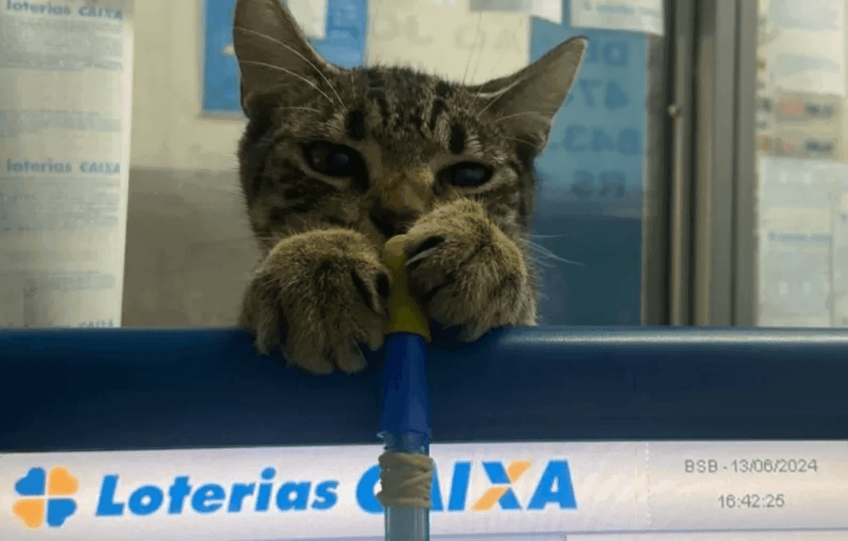 Gato ganhou fama de vidente depois de escolher um bilhete premiado