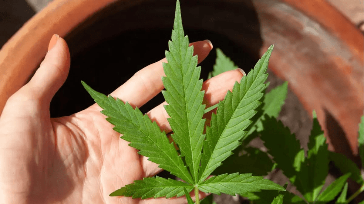 STF deve retomar julgamento da descriminalização do porte de maconha nesta terça (25)