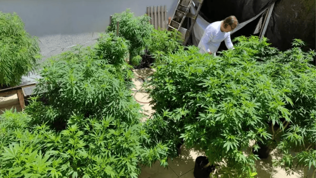 STF descriminaliza porte de maconha para consumo
