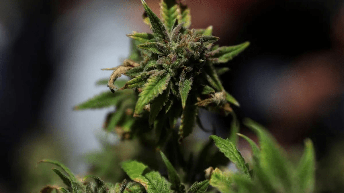 STF formou maioria para estabelecer que porte de maconha não seja criminalizado