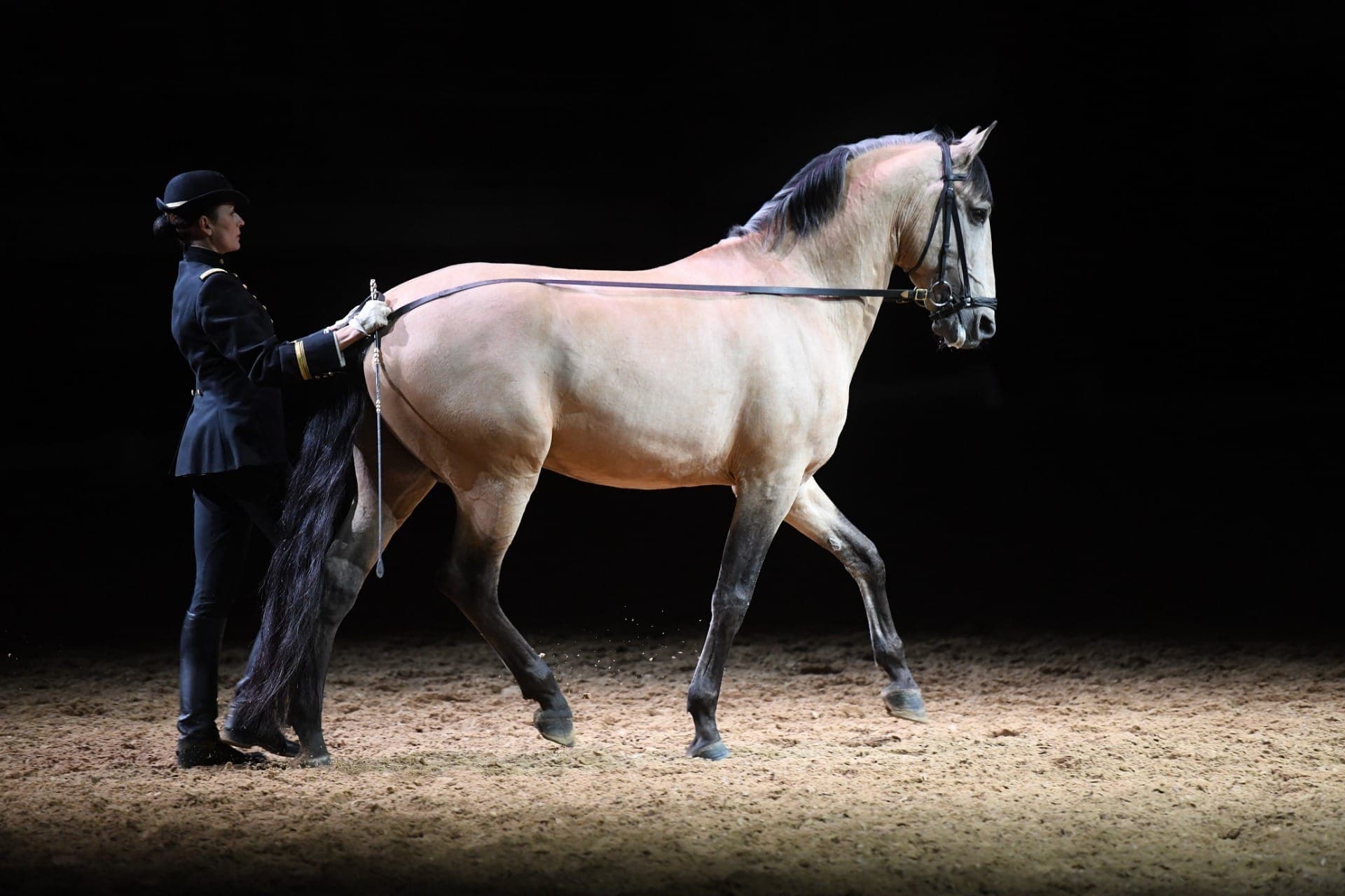 Cavalo Zeus, da Coudelaria Ilha Verde