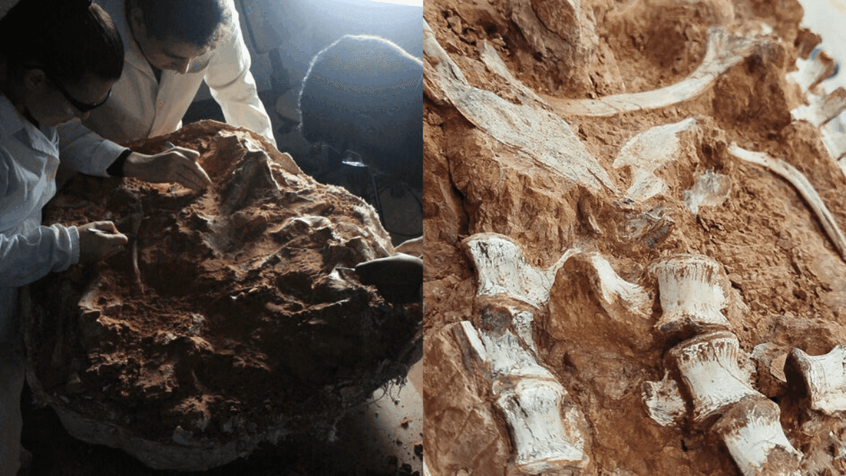 O esqueleto foi encontrado em um sítio fossilífero na cidade de São João do Polêsine