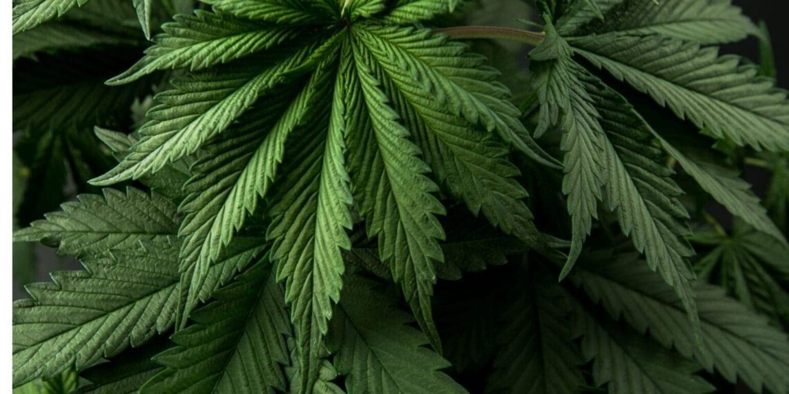Embrapa pede autorização para produzir cannabis