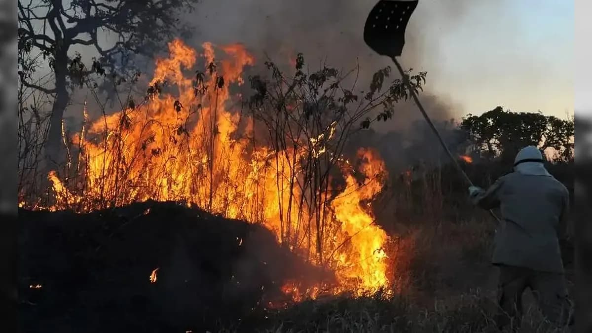 Minas Gerais registrou 3.812 ocorrências de incêndio em vegetação em junho