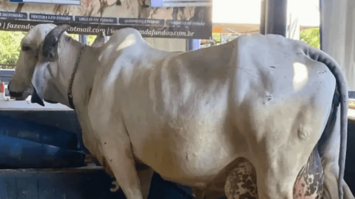 Vaga produz mais de 100 kg de leite e bate recorde mundial em concurso