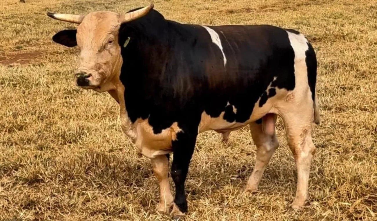 Touro Acesso Negado, da Cia Tercio Miranda