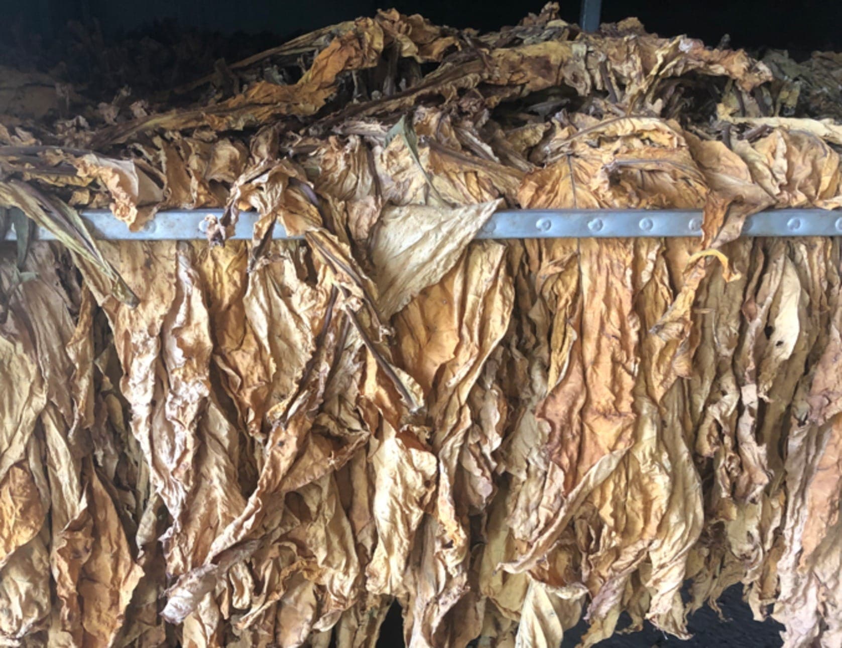 Folhas de tabaco prouzidas no Rio Grande do Sul