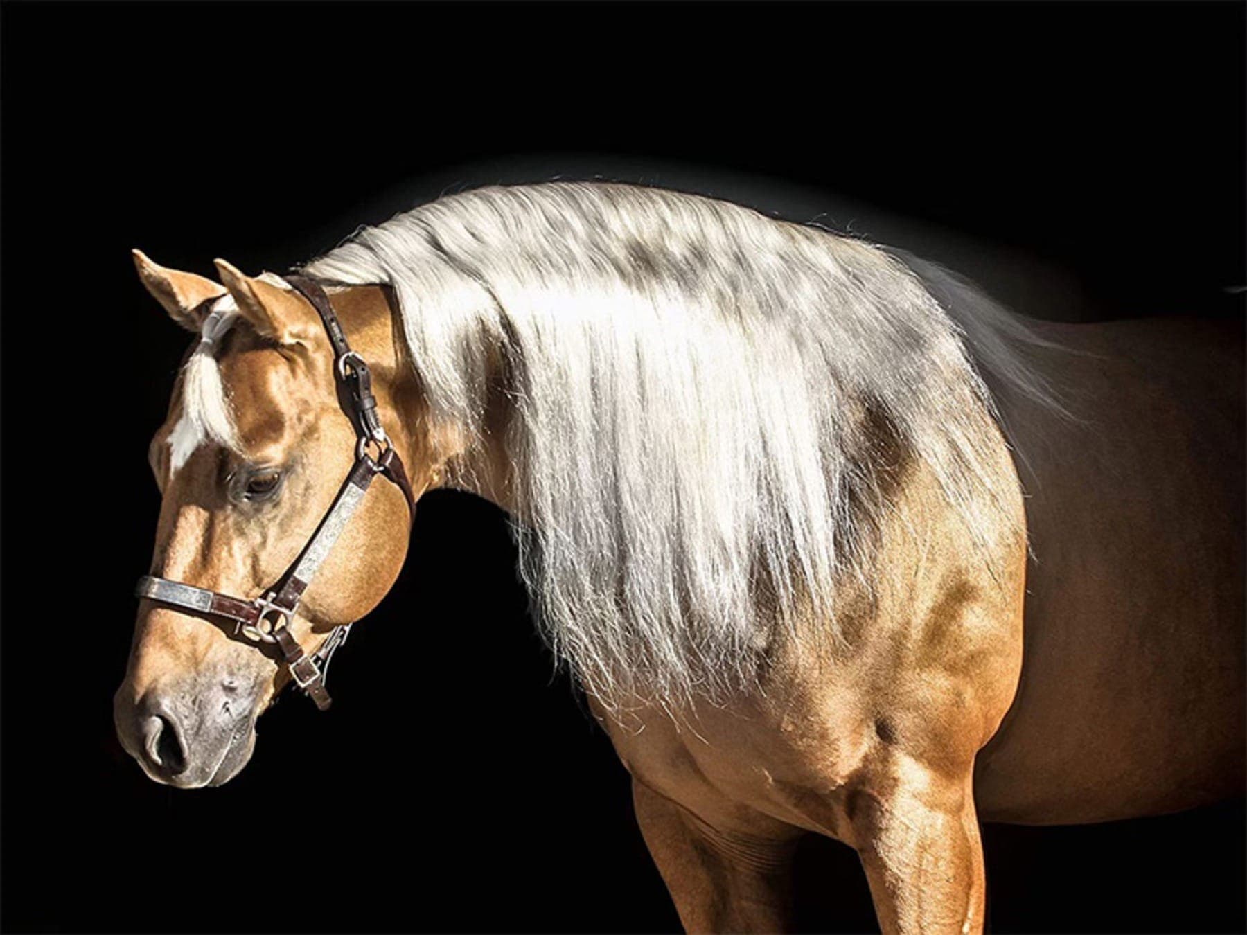 Cavalo Chico Whiz chegou ao Brasil de avião