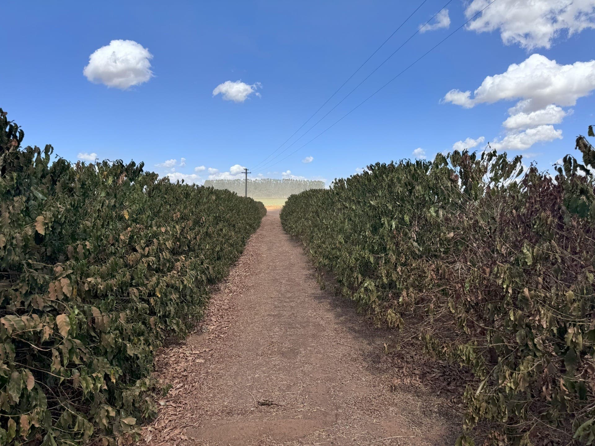 Lavouras de café estão sofrendo com estiagem
