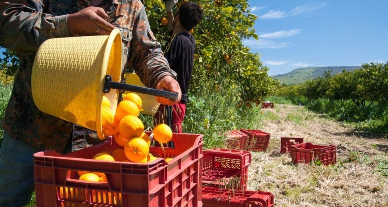 Setor da laranja ajudou na criação de empregos