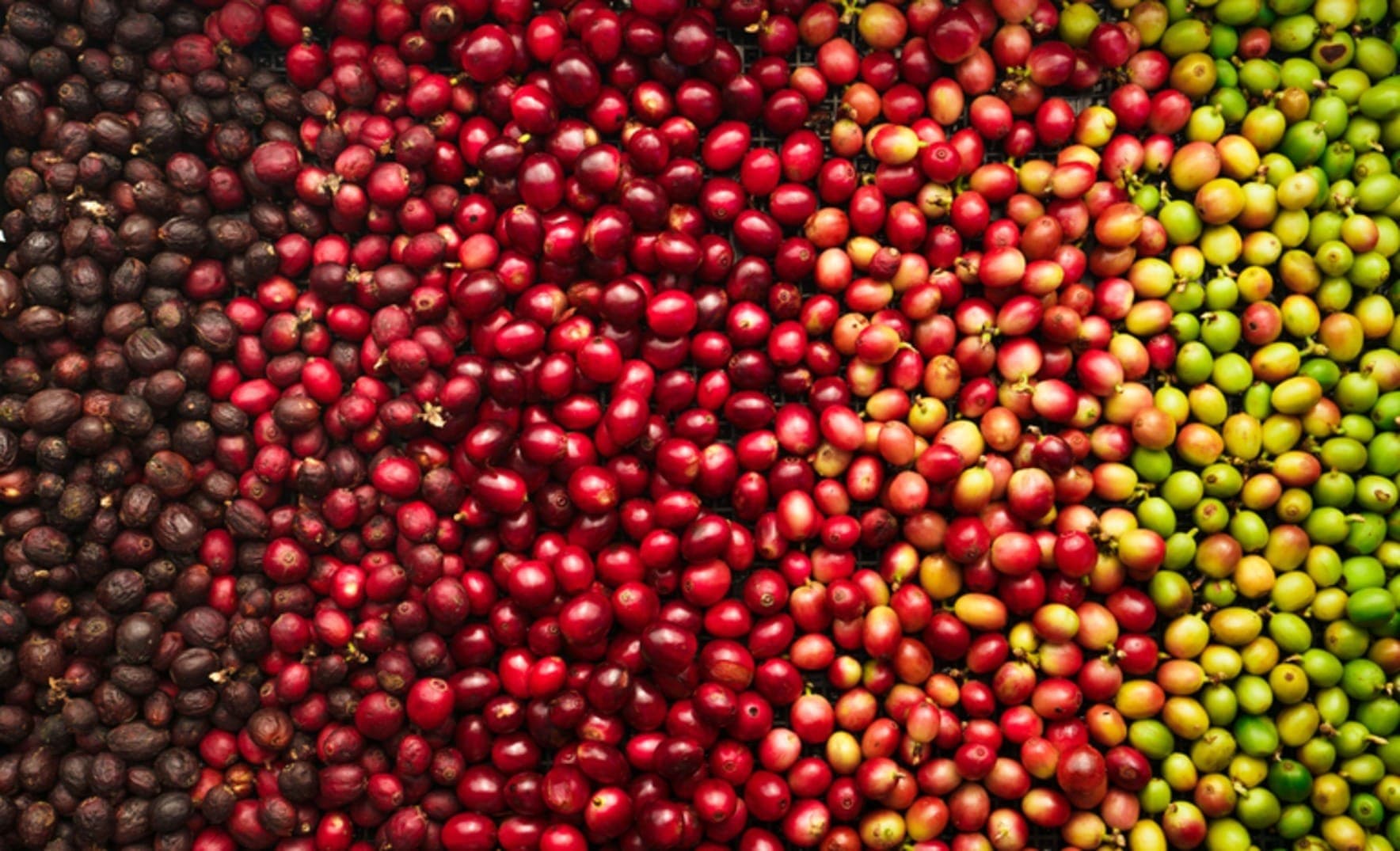 Café está entre os principais produtos exportados