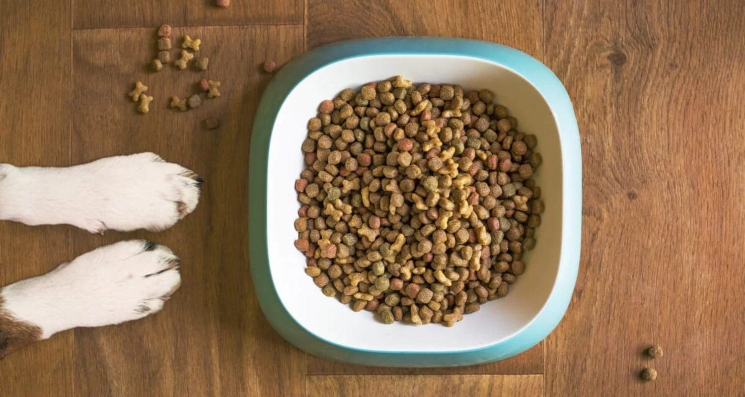 Mercado pet deve crescer 12,1% em 2024
