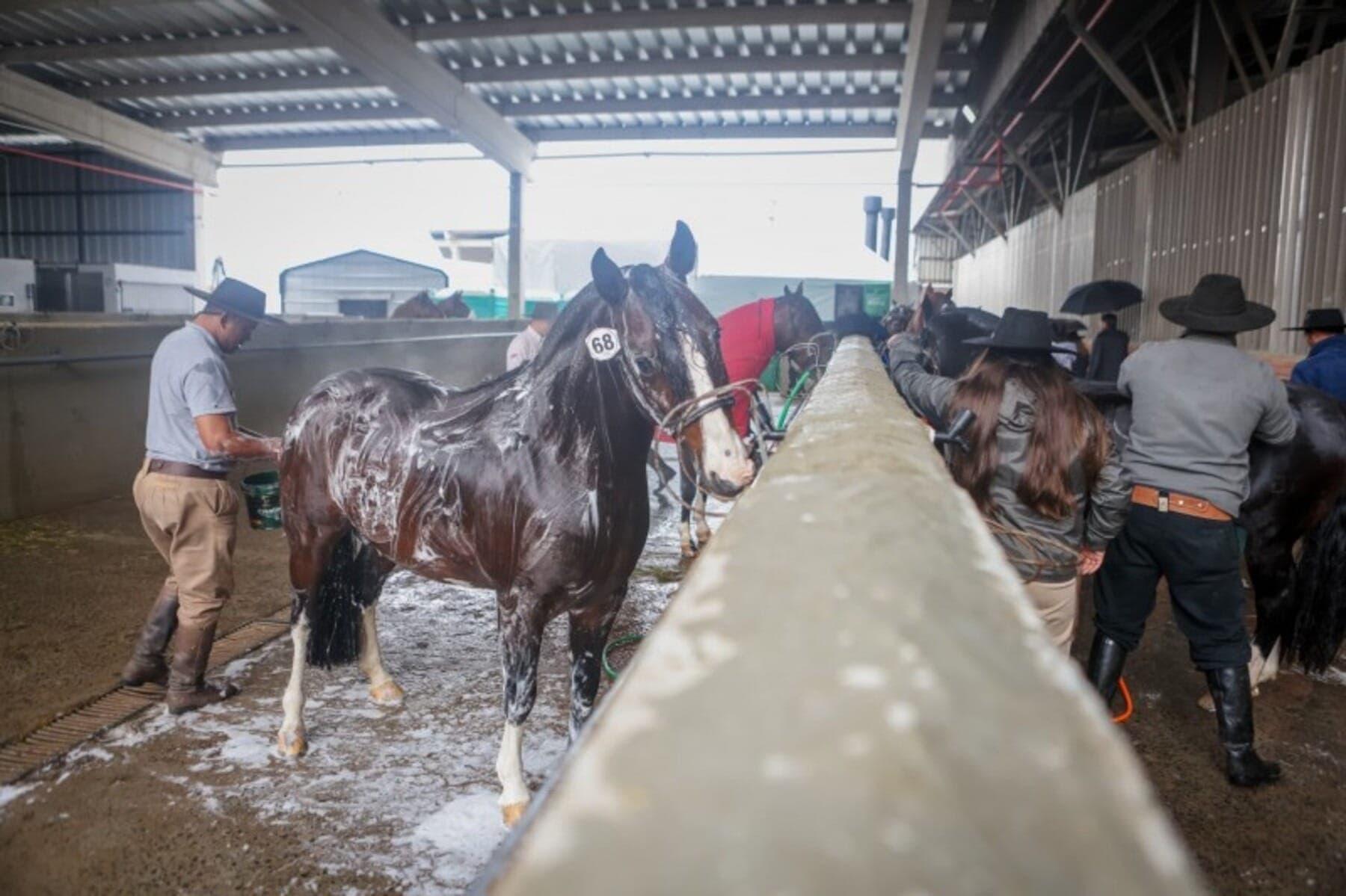 Animais começam a ser preparados para a Expointer
