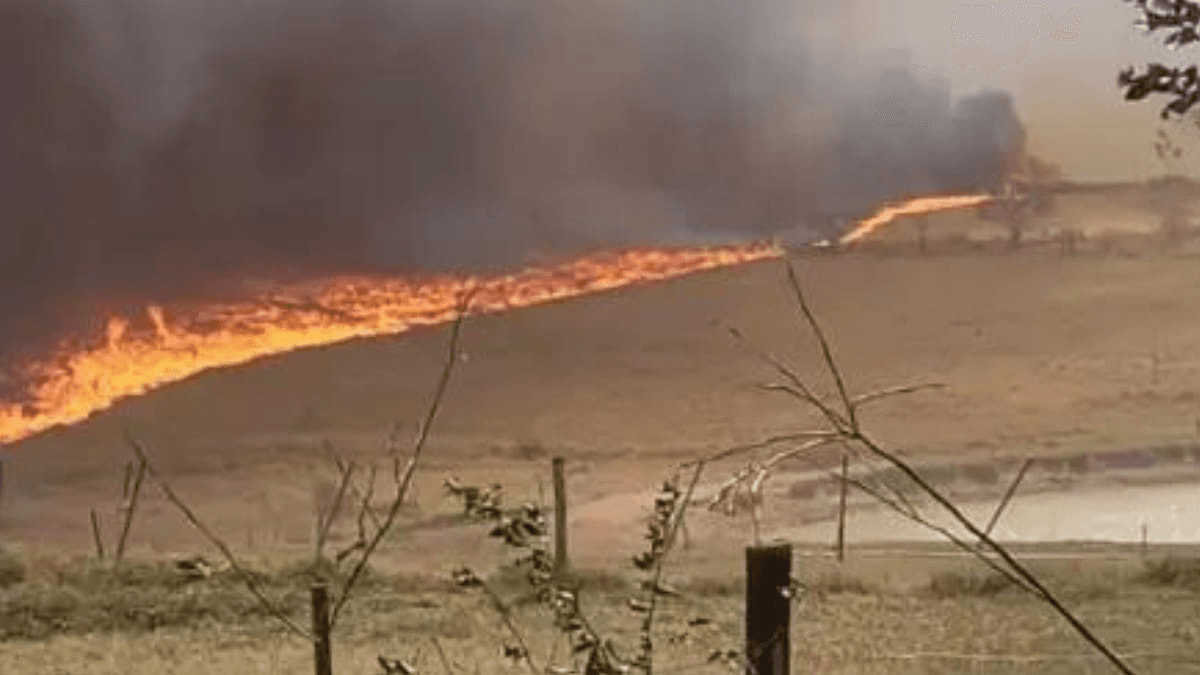 Áreas de pastagem foram destruídas pelo fogo