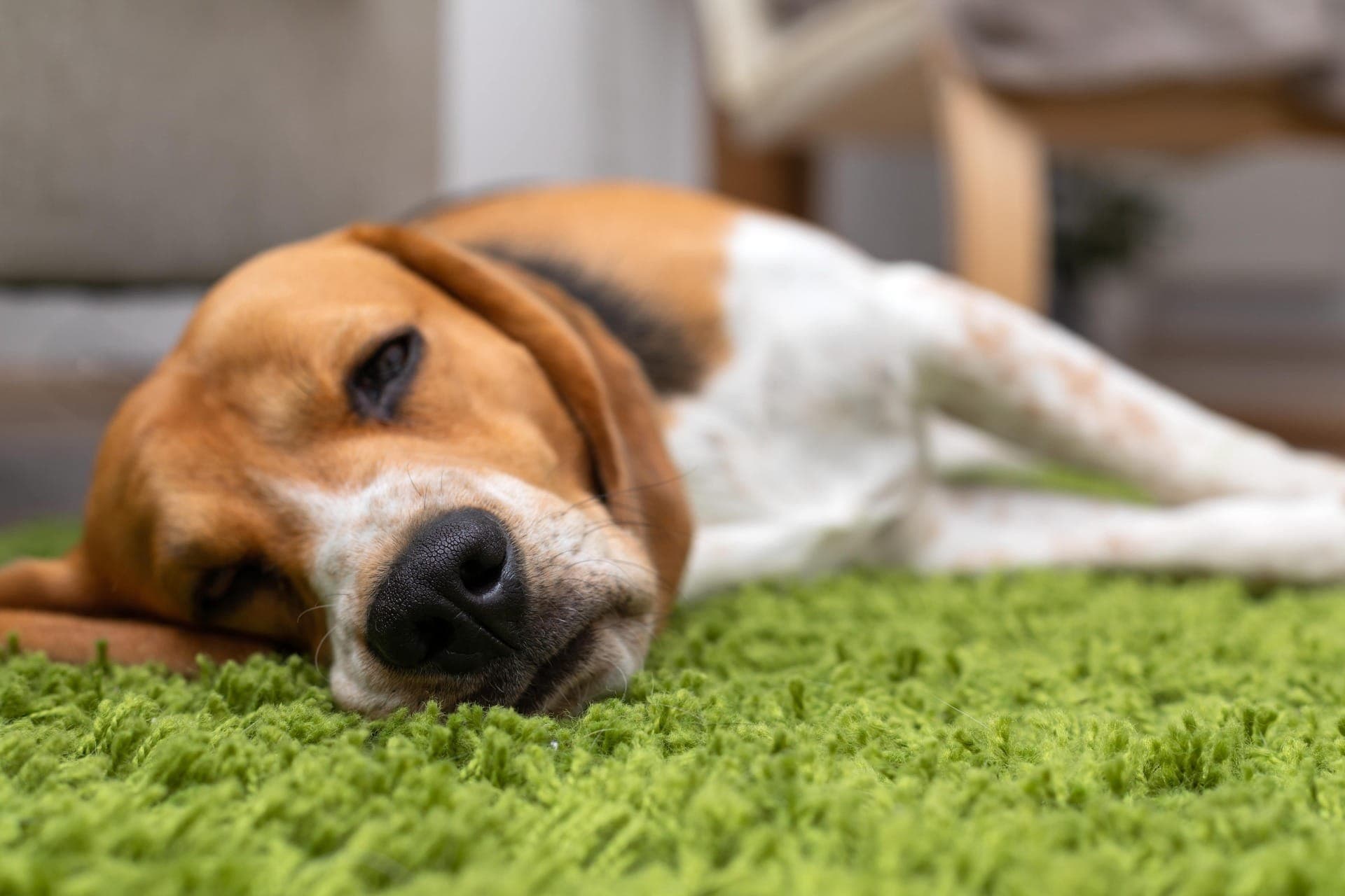 Quatro alimentos naturais que fazem mal para seu pet