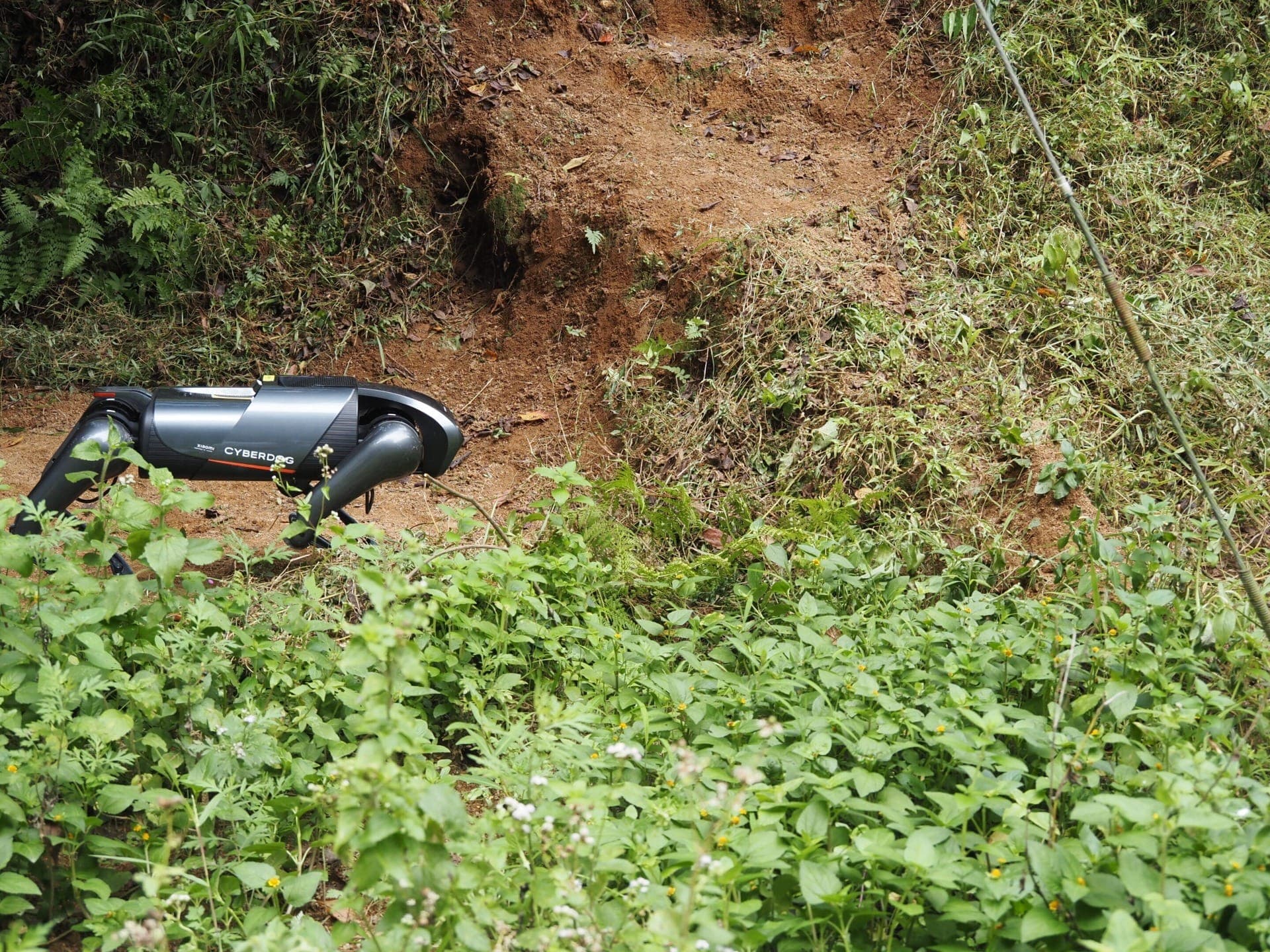 CyberDog em ação, caçando ninhos de formiga na lavoura