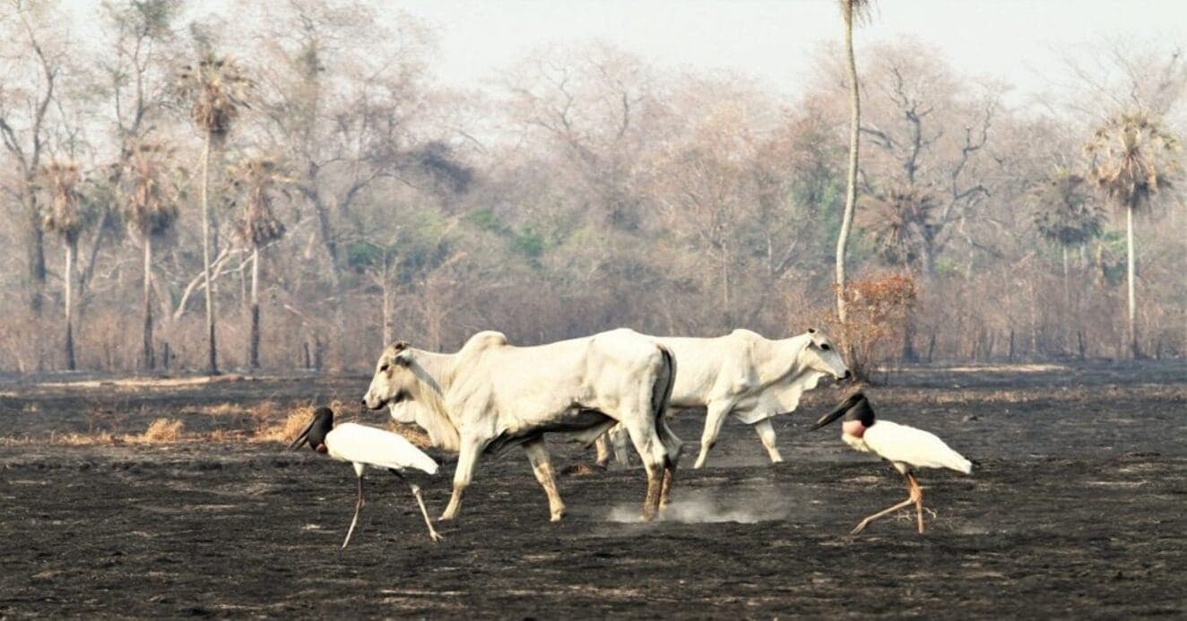 Incêndios já vitimizaram mais de 2300 animais