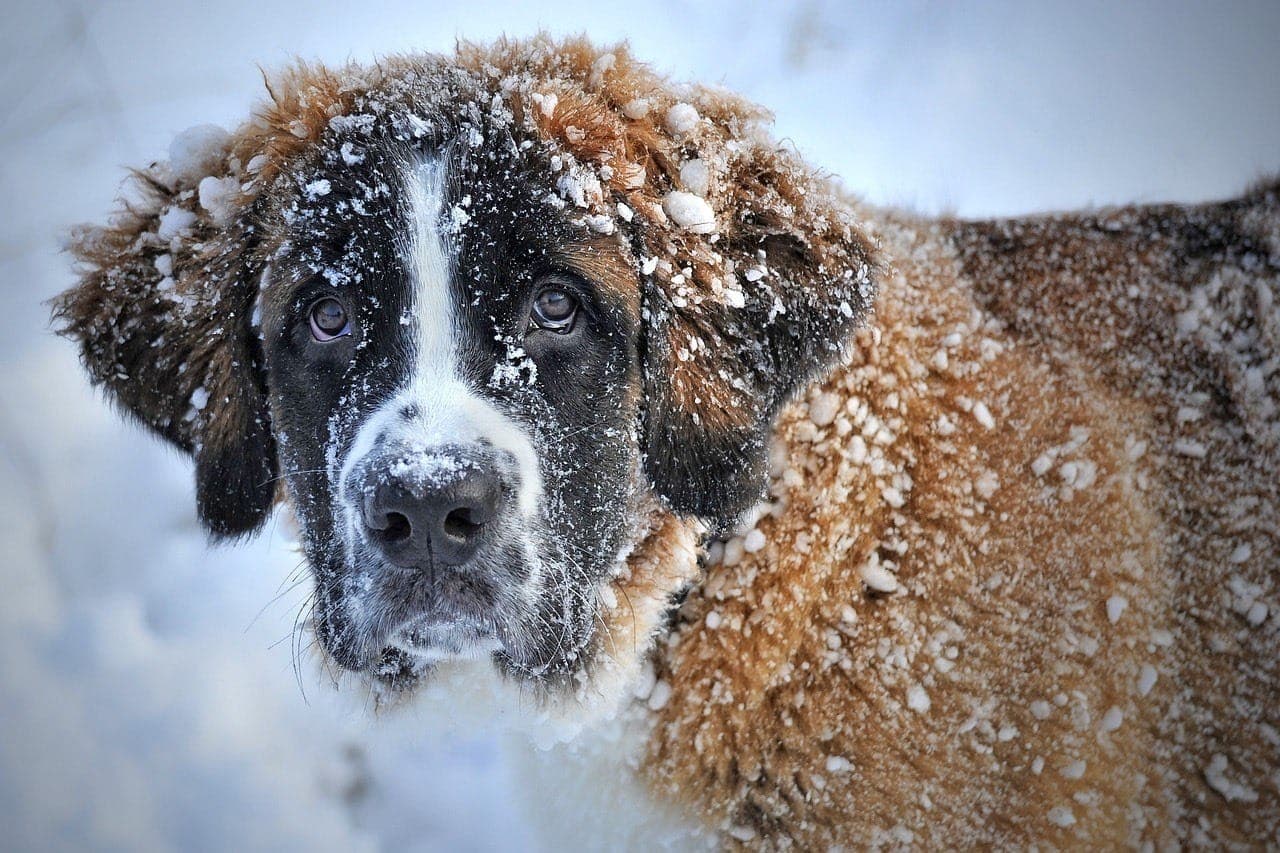 Redobre a atenção com o seu pet diante de quedas bruscas de temperatura