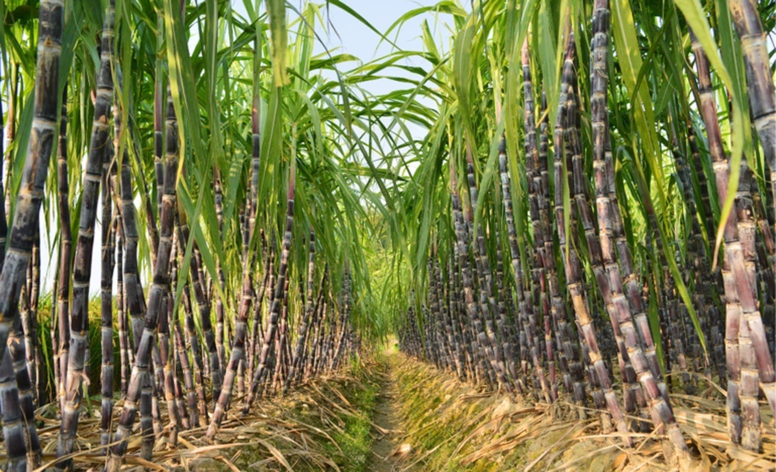 Linha de crédito federal será criada para ajudar produtores que tiveram canaviais queimados