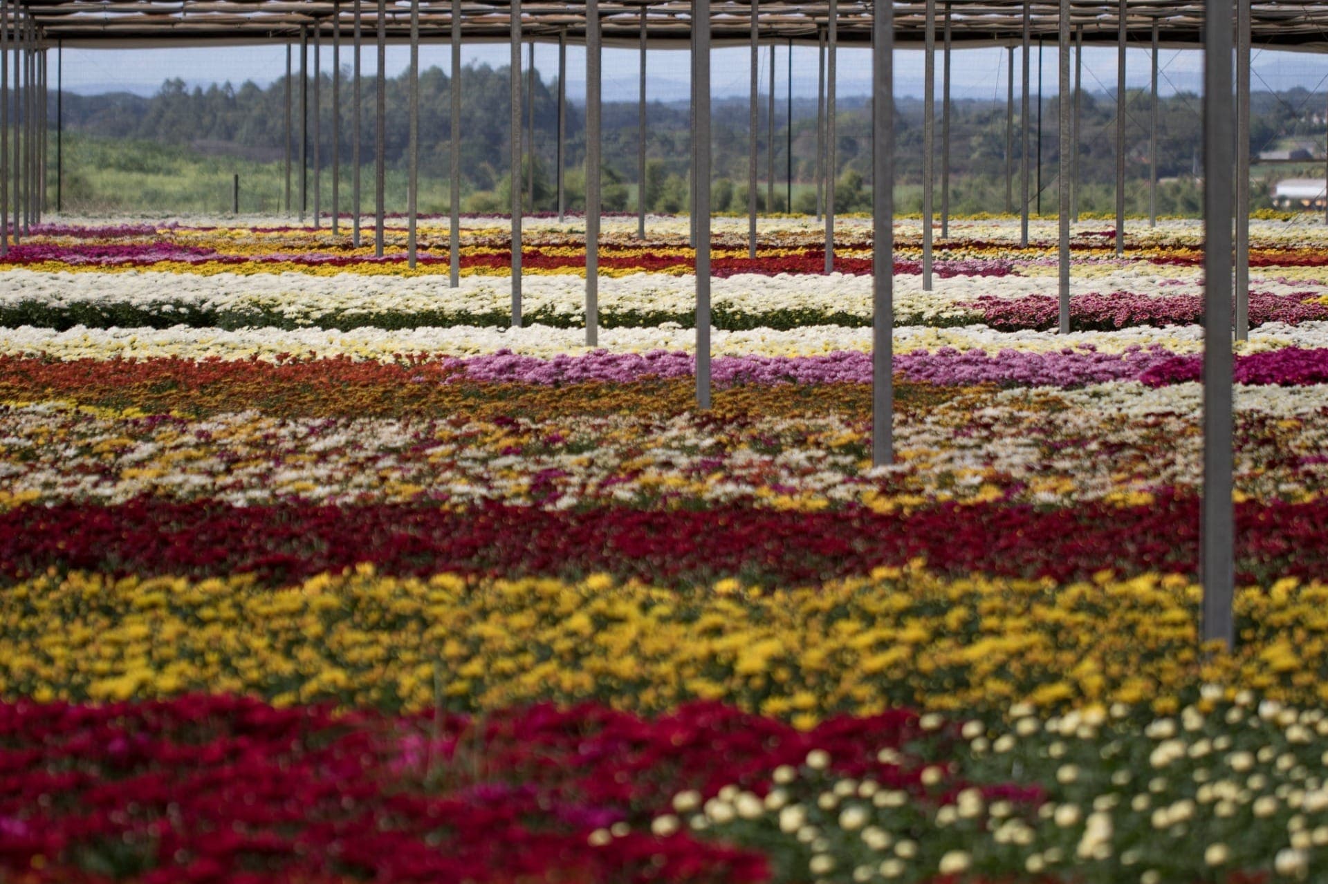Produção de flores em alta no Brasil para Primavera e Natal