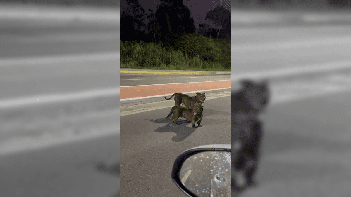 pitbulls estavam soltos na Estrada dos Cajueiros