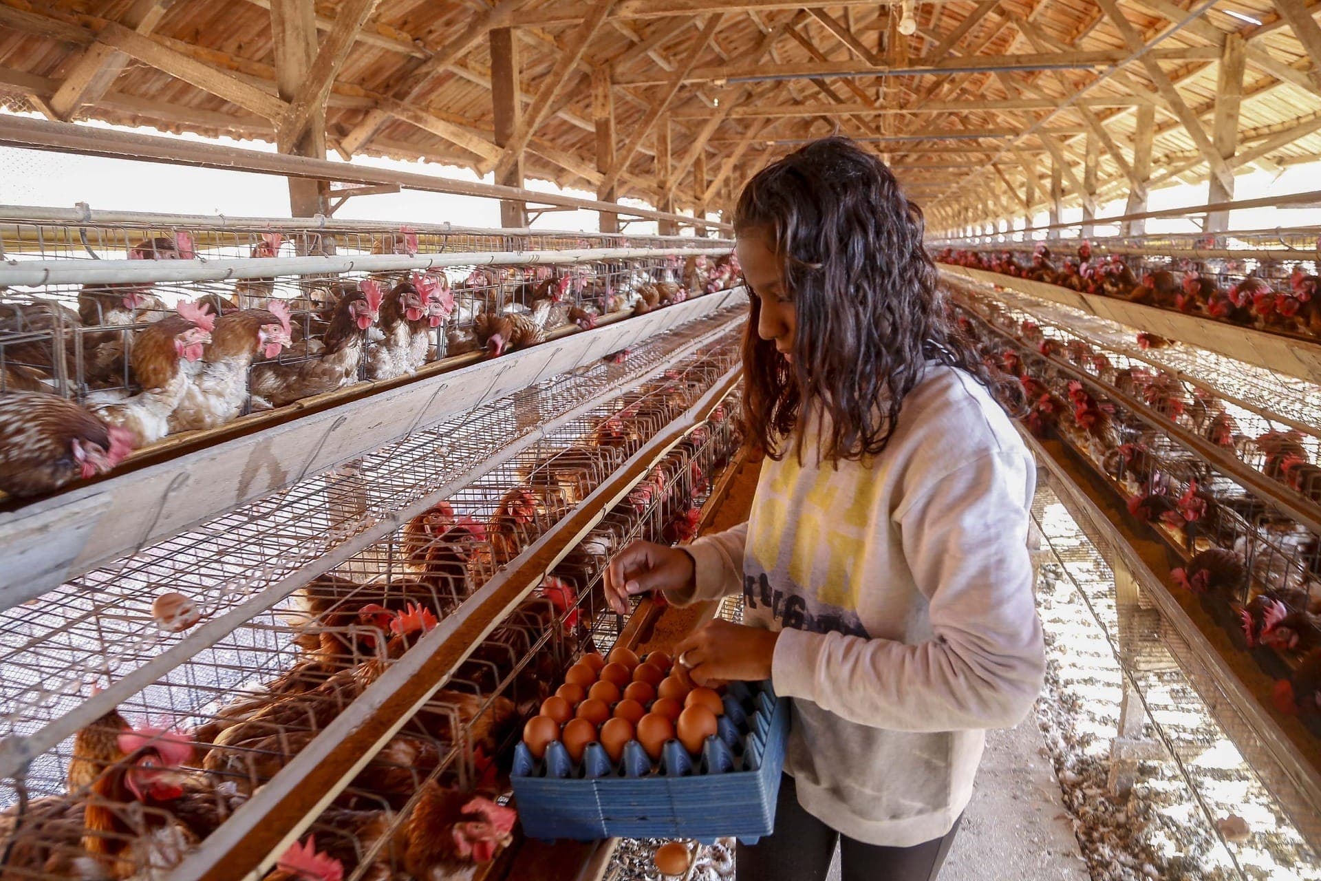 Produção de ovos no Paraná dispara e vai a 225 milhões de dúzas