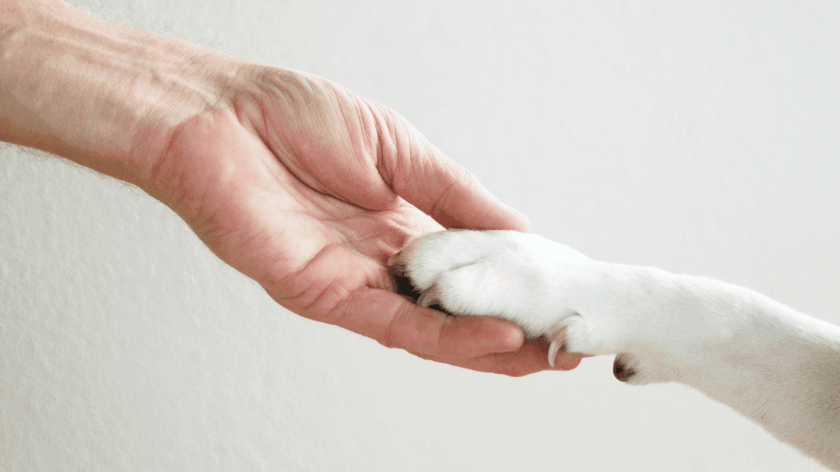 Cachorro ganha direito à penção alimentícia depois de separação de casal