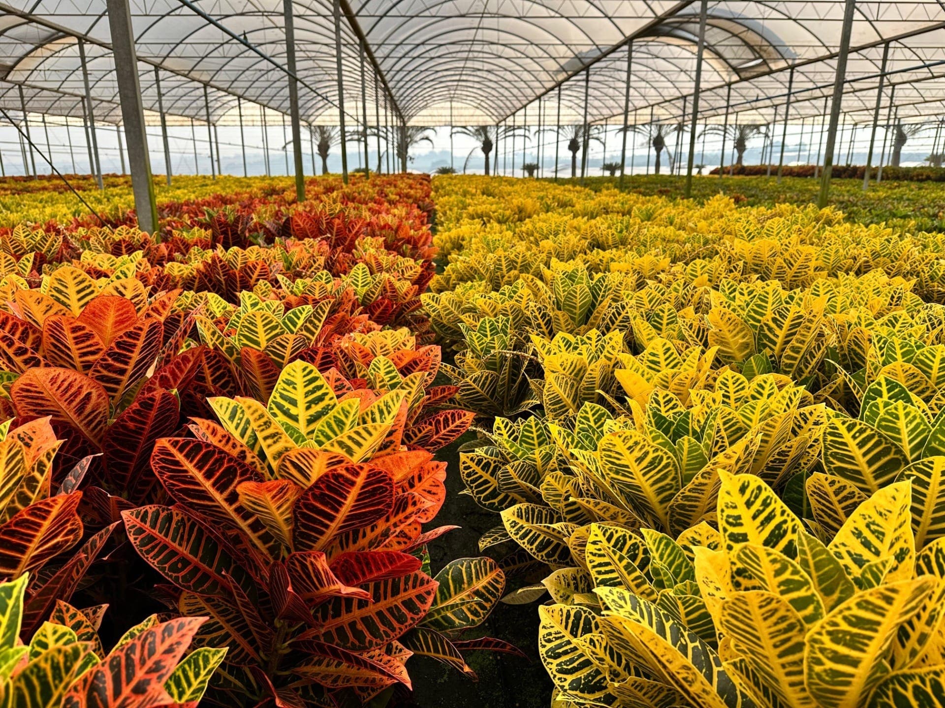 Produção de plantas ornamentais crotons