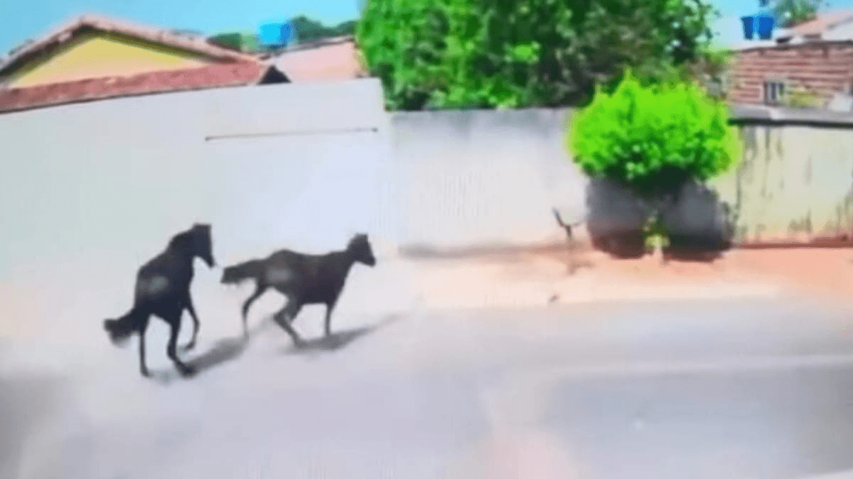 Cavalo desgovernado acerta portão de casa e dá prejuízo em Goiás