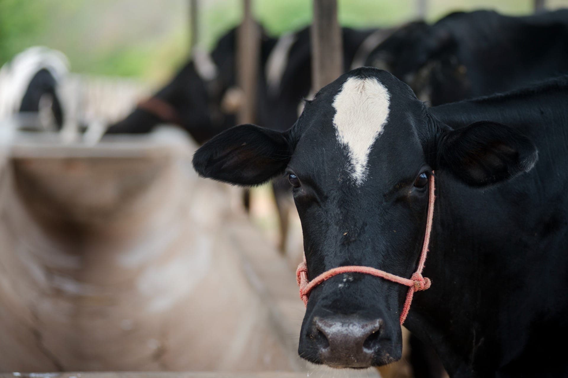 Leite A2 é originado de vacas selecionadas geneticamente