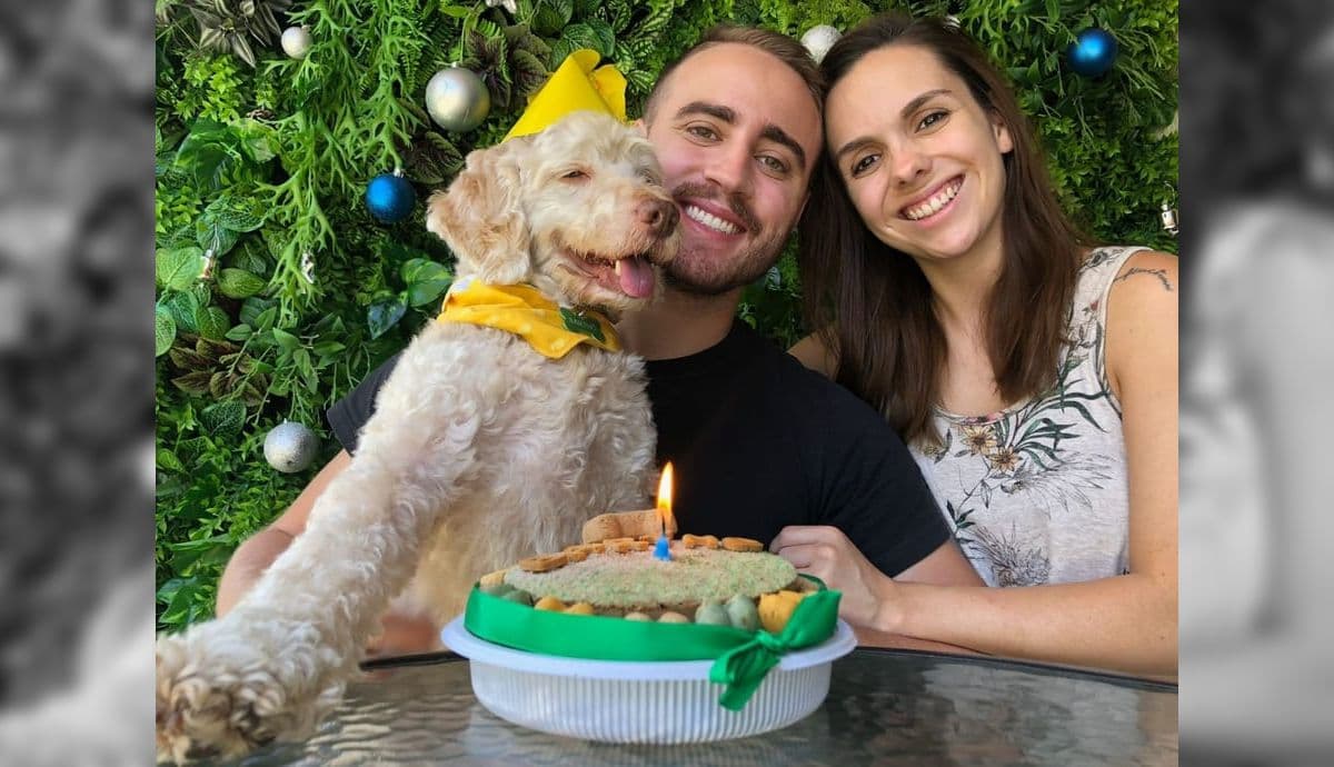 Cachorro é eletrocutado em SP e resgate da Enel demora mais de 24h
