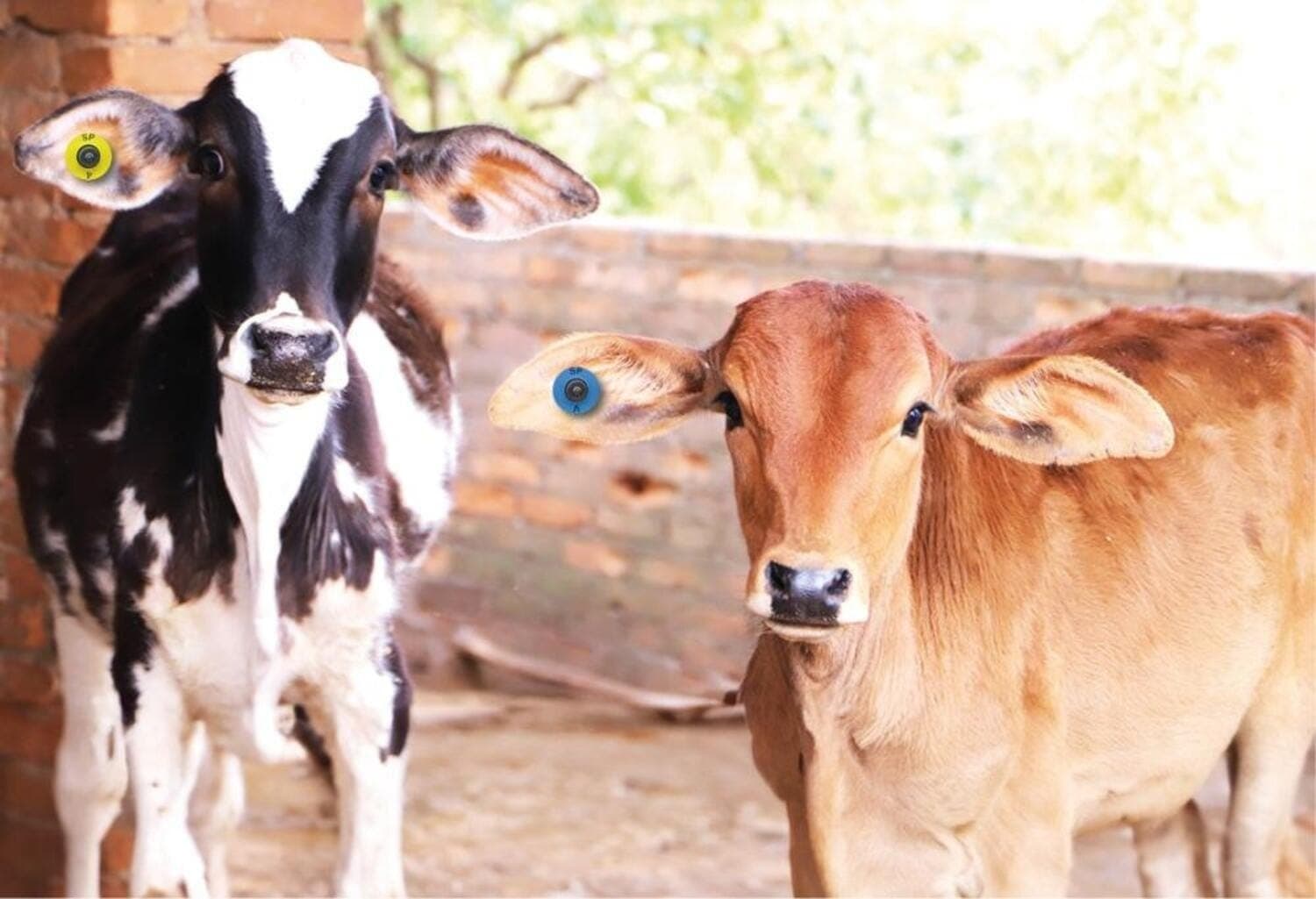 Bovinos e bubalinos paulistas estão livres de marca de fogo e usarão brincos
