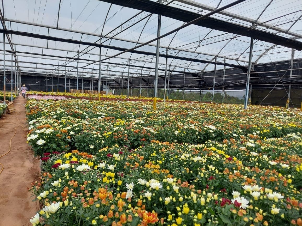 Crisântemos são flores demandadas para o dia de finados