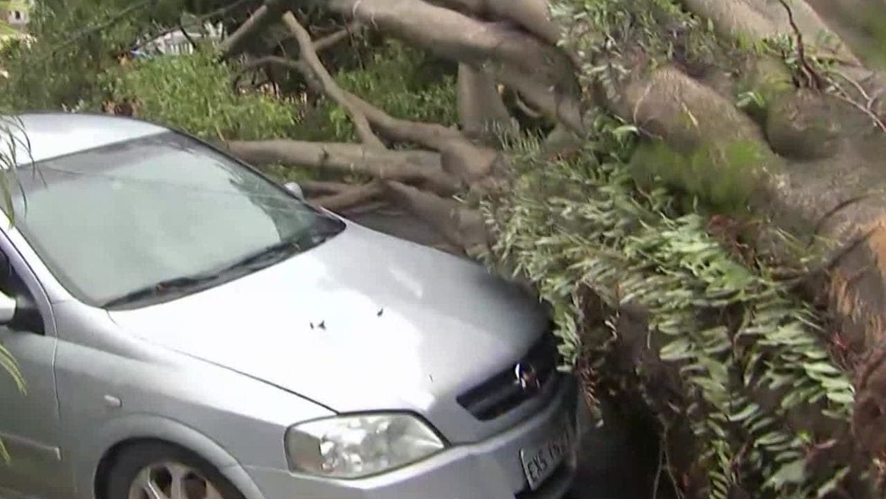 Carro atingido por queda de árvore após chuva em SP