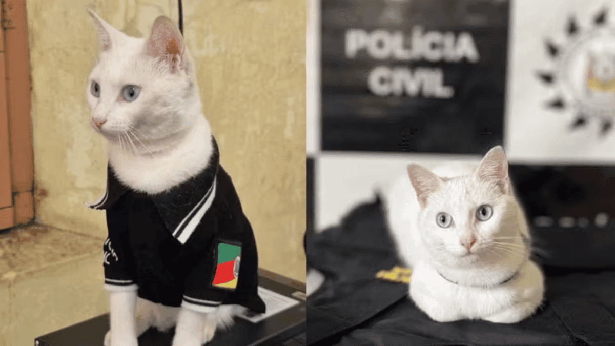Gata resgatada por policiais ganha uniforme e vira delegata no Rio Grande do Sul