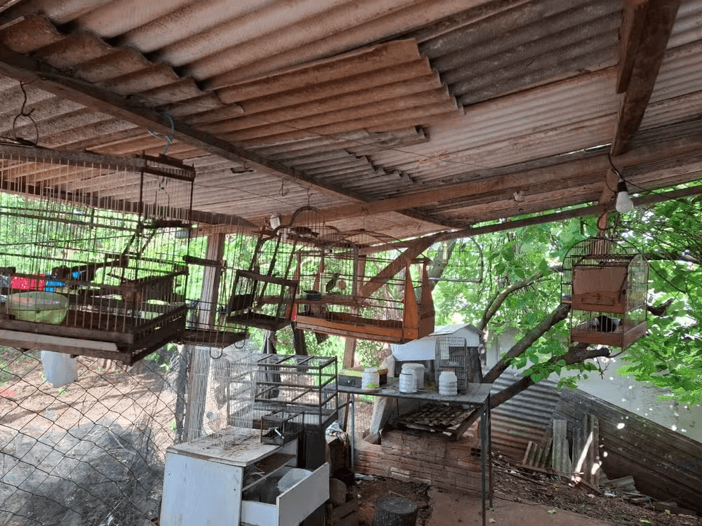 O dono das aves foi multado em R$ 13 mil