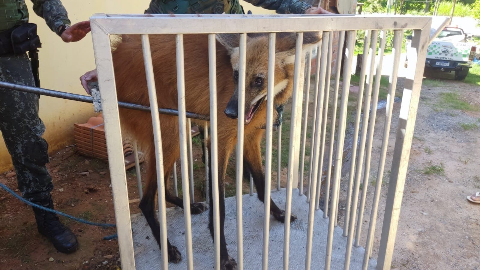 Animal foi encaminhado ao Centro de Triagem de Animais Silvestres (CETAS/IBAMA)