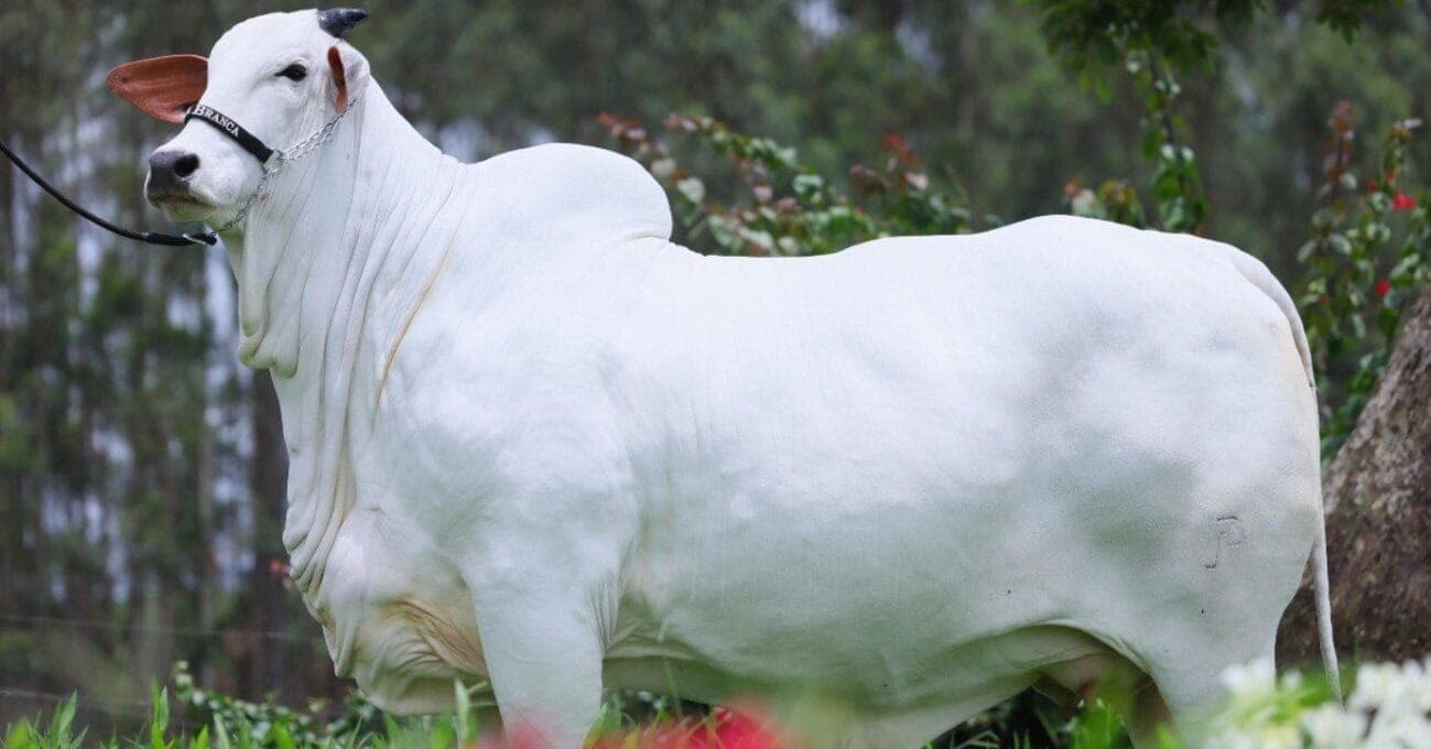Carina FIV do Kado, vaca nelore mais cara do mundo que custa R$ 24 milhões