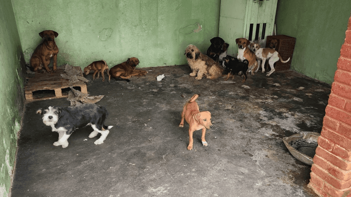 33 animais foram encontrados em situação de maus-tratos